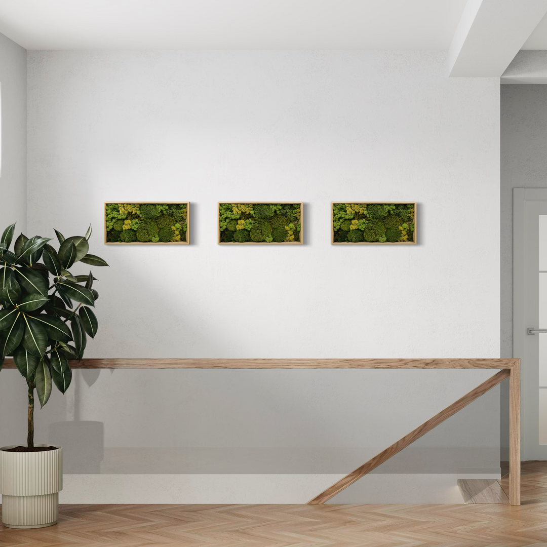 Reindeer lichen on the staircase white wall. Nice green light up 