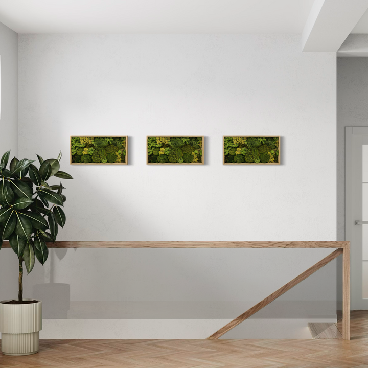 Reindeer lichen on the staircase white wall. Nice green light up 