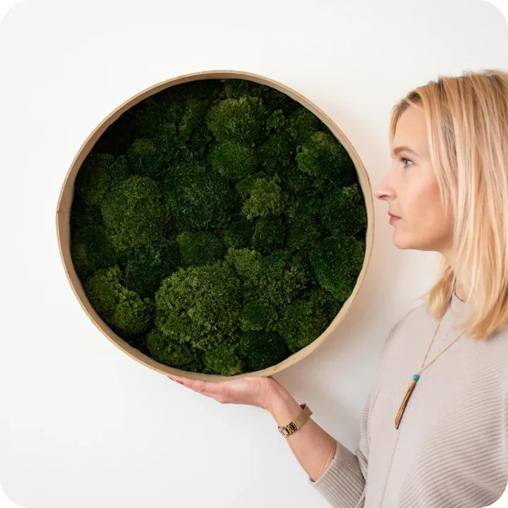 nature moss circle art product with frame green all colors nature preserves no maintenance female mode ball moss blond